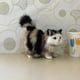 thumbnail image 4 of Juguete De Lujoso, Juguete De Peluche De Gato Lindo Decorativo Portátil Sin Sabor Para Navidad Para Niños, 4 of 4