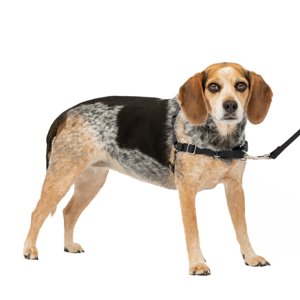 PetSafe Easy Walk No-Pull Dog Harness, Black SM