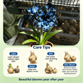 thumbnail image 3 of Amaryllis, Low Maintenance - Easy Grow - Ideal for Beds Borders, Plant Pots & Planters, 3 of 5