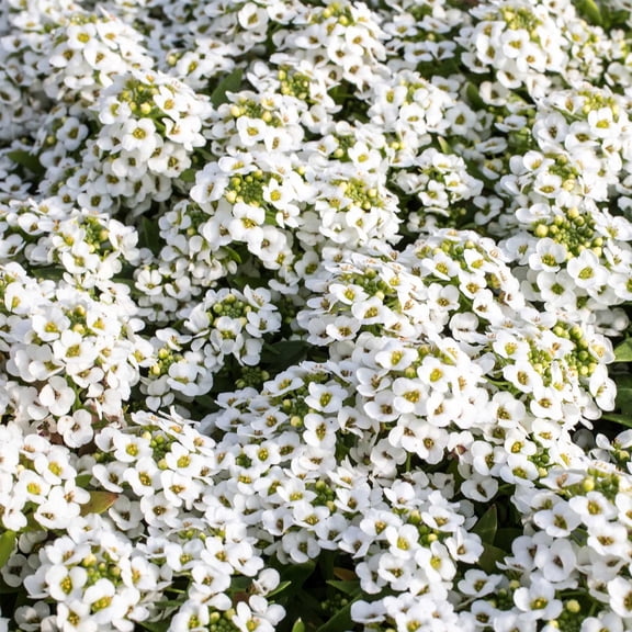 Alyssum Wonderland Series Flower Garden Seeds: White - Approx 5000 Seeds - Annual - Lobularia maritima