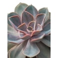thumbnail image 2 of Frank, Assaf 19x24 White Modern Wood Framed Museum Art Print Titled - Close-up of Echeveria flower, 2 of 4