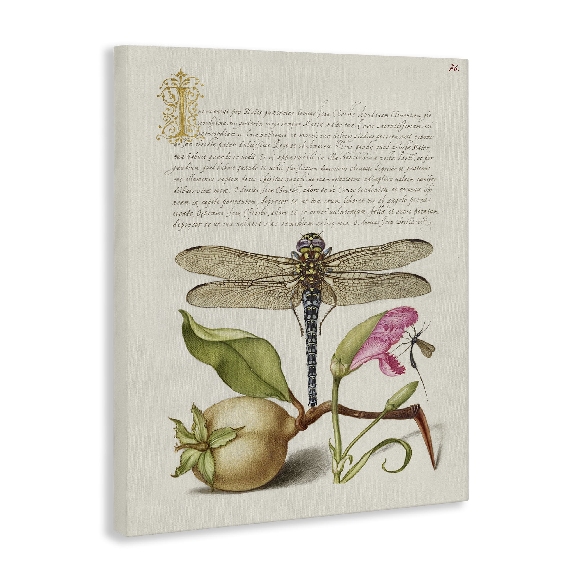 Stupell Industries Vintage Dragonfly & Plants Text & Numbers Painting Wrapped Canvas Art Print Wall Art, 30 x 40