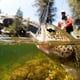 thumbnail image 1 of Aparejos de pesca, 2 piezas de señuelos de pesca de ranas artificiales Señuelos de pesca artificiales de gran rendimiento, 1 of 7