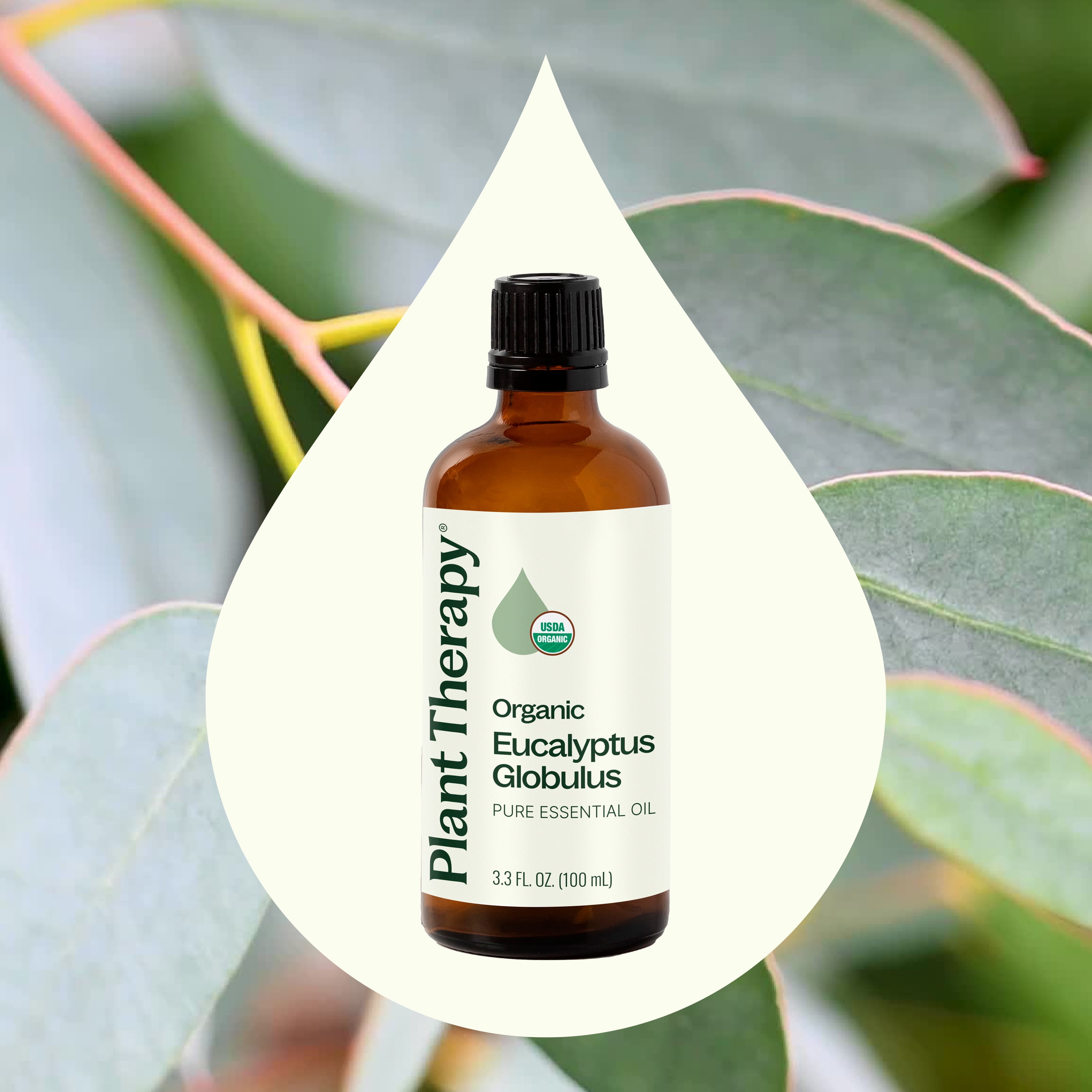 Plant Therapy Organic Eucalyptus Globulus Essential Oils 100% Pure, USDA Certified Organic, Undiluted, Natural Aromatherapy, Therapeutic Grade 100 mL (3.3 oz)