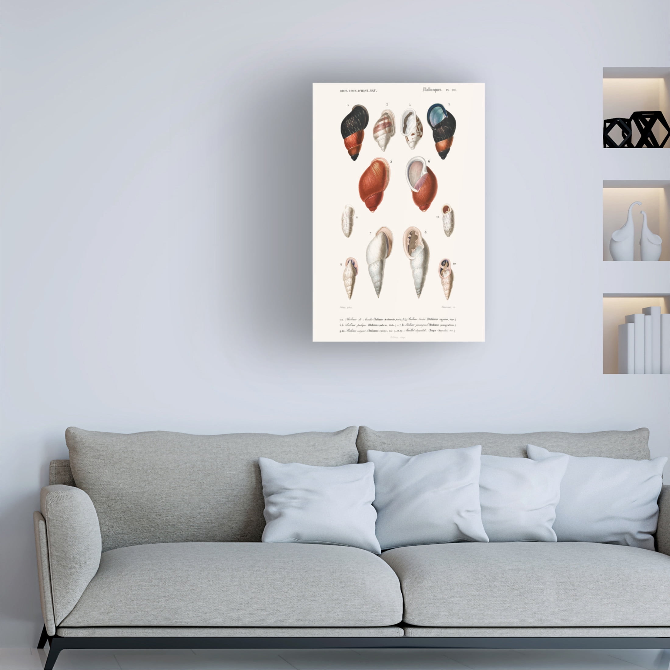 Trademark Fine Art M. Charles D'Orbigny D'Orbigny Sealife III Canvas Wall Art