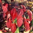 thumbnail image 2 of Flowering Dogwood Tree 'Cherokee Chief Dogwood', 2 of 7