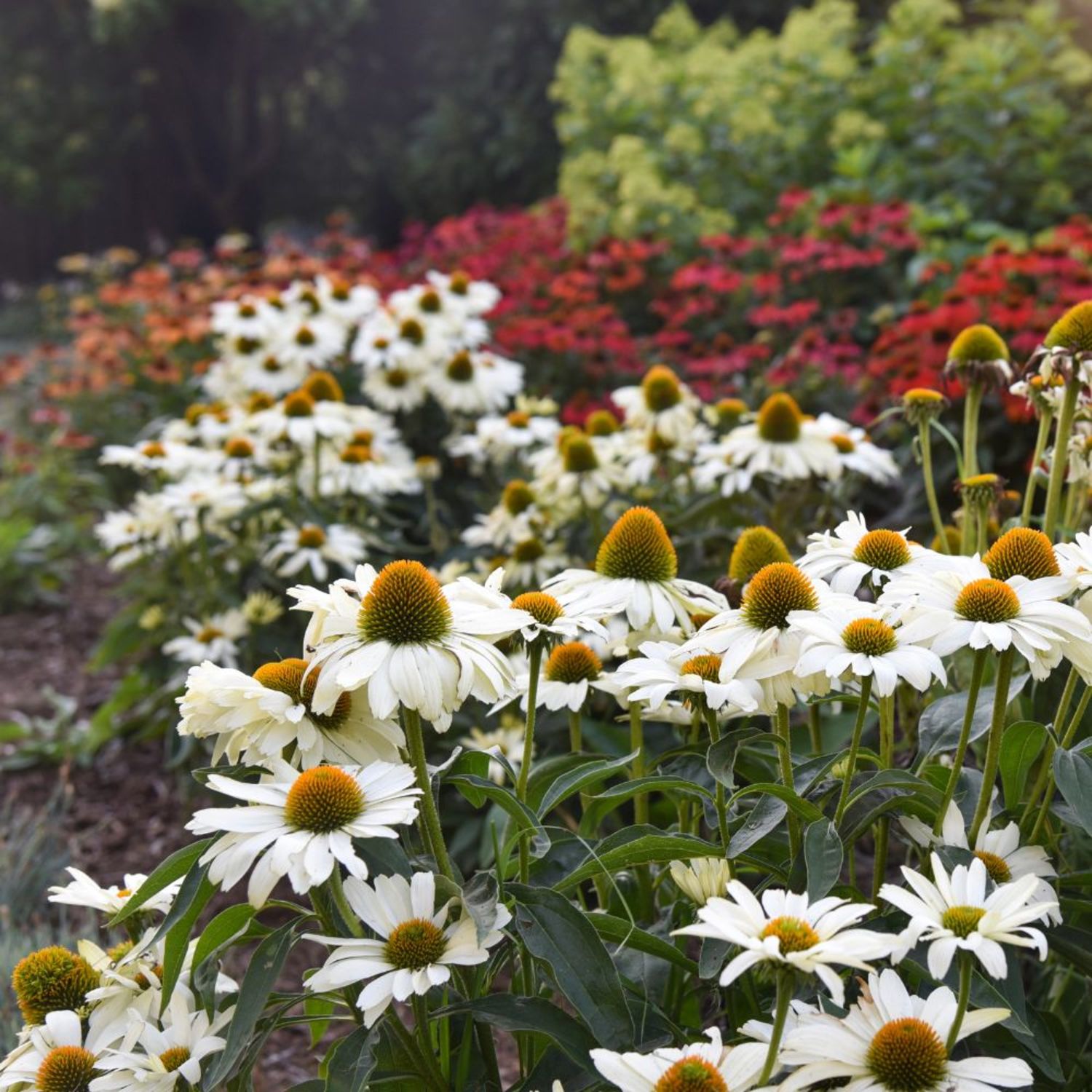 Proven Winners 6" Color Coded 'The Price is White' Coneflower Live Plant in 6.5" Pot