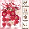 thumbnail image 3 of UPINS Fleurs Séchées Rouges Pressées pour Moules en Résine, kit de Fleurs Séchées Naturelles pour Scrapbooking Fleurs Séchées pour Résine Fleurs Séchées pour Faire des Bougies en Savon Bricolage, 3 of 7