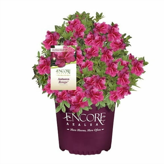Encore Autumn Rouge Azalea - 3 Gallon Pot, Live Reblooming Evergreen Shrub, Full/Part Sun, Outdoor