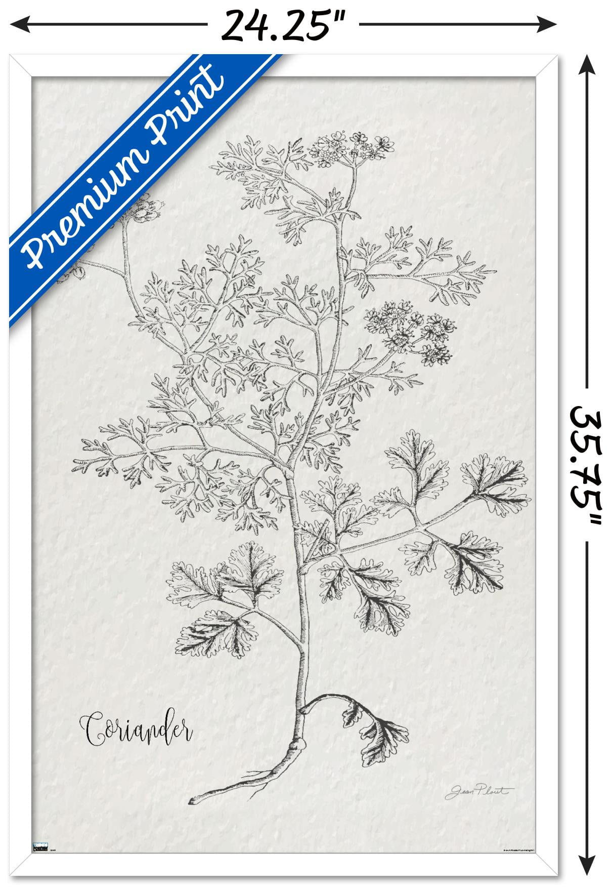 Jean Plout - Botanical Studies on Paper Coriander Wall Poster, 22.375" x 34" Framed