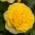 thumbnail image 2 of Own-Root One Gallon Happy Go Lucky™ Grandiflora Rose by Heirloom Roses, 2 of 4