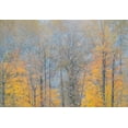 thumbnail image 2 of Gulin, Sylvia 24x18 Black Ornate Wood Framed with Double Matting Museum Art Print Titled - USA-Washington State-Preston-Cottonwoods and Big Leaf Maple trees in fall colors, 2 of 4