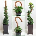 thumbnail image 3 of Senya 60 Inch Moss Pole for Plants Monstera, Tall Bendable Moss Poles for Climbing Plants Indoor, 3 of 6