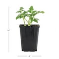 thumbnail image 4 of Expert Gardener 1PT Roma Tomato Live Edible Plant Sun 6-Pack, 4 of 6