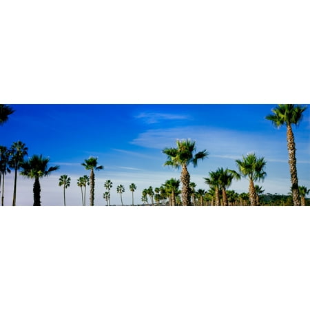 Palm trees near the beach Santa Barbara California USA Poster