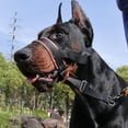 thumbnail image 3 of YIEMEEN Gentle Muzzle Upgraded Quickly Release Dog Muzzle Padded Head Halters Muzzle, 3 of 20