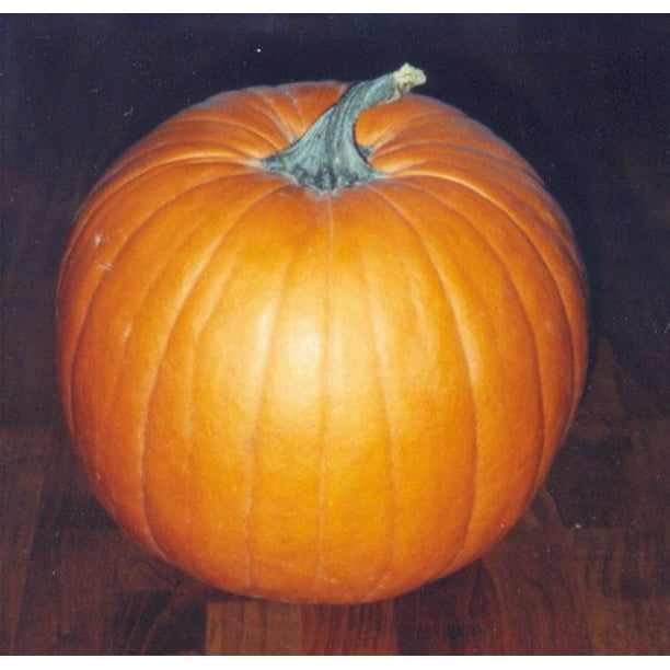 Pumpkin Jack O Lantern Great Heirloom Vegetable 25 Seeds Walmart Com
