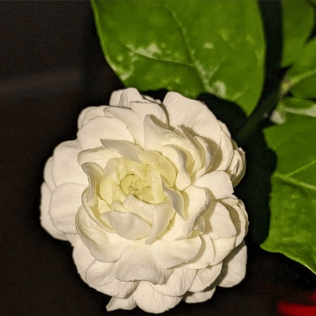 Duke of Tuscany Jasmine Plant Live, Jasmine Flower, 4 Inches Tall, Outdoor Garden