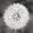 thumbnail image 2 of Audit, Lisa 20x20 White Modern Wood Framed Museum Art Print Titled - Dandelion Seedhead, 2 of 4