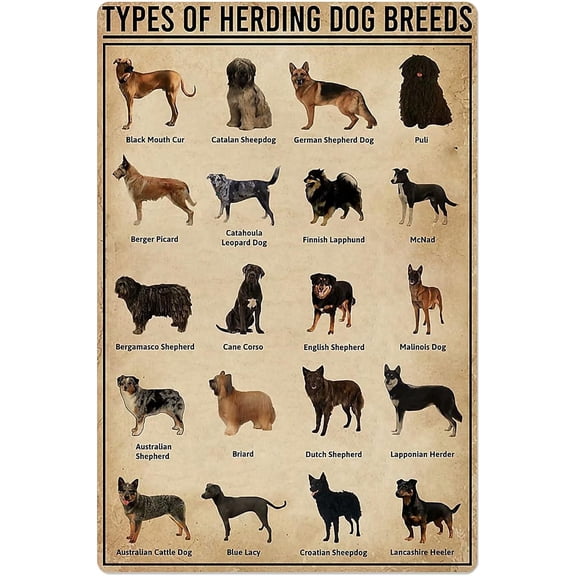 Types Of Herding Dog Breeds Metal Tin Signs Shepherd Dog Knowledge Retro Poster Kennel Education Plaque Decoration Pet Shop Home Room Wall Decor 8x12 Inches
