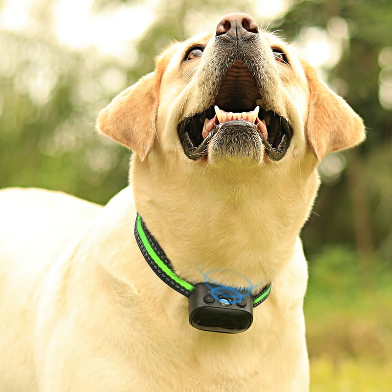 Bark collar for shih tzu 2025