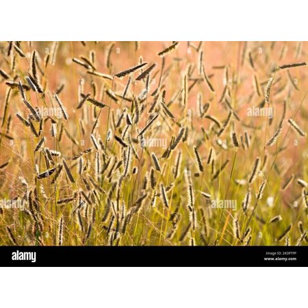 Blue Grama Grass-Bouteloua gracilis for prairie restoration 1 Gallon