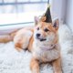 thumbnail image 4 of BRIGHTFUFU 2Pcs  Pet Cap Pumpkin Headwear for Dogs and Cats Perfect for Parties and Photos, 4 of 6