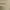 Desert Sand, variant on Dickies Women's Slim Fit Boot Cut Stretch Twill Pant