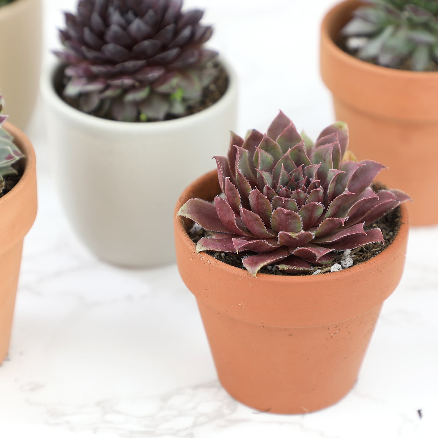 Element by Altman Plants Pet Safe Live Succulent Plants (5 + 1 Free Plant) - 2 in. Pots