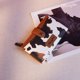 thumbnail image 2 of Billetera Wrangler con estampado de vaca plegable para mujer, piel vegana, marrón, 2 of 5