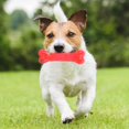 thumbnail image 1 of AMONIDA Pet Toy, Pet Dog Pet Chew Stick For Training For Entertaining, 1 of 8