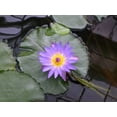 thumbnail image 5 of 10 PURPLE WATER LILY Pad Nymphaea Sp Pond Lotus Flower Seeds, 5 of 5