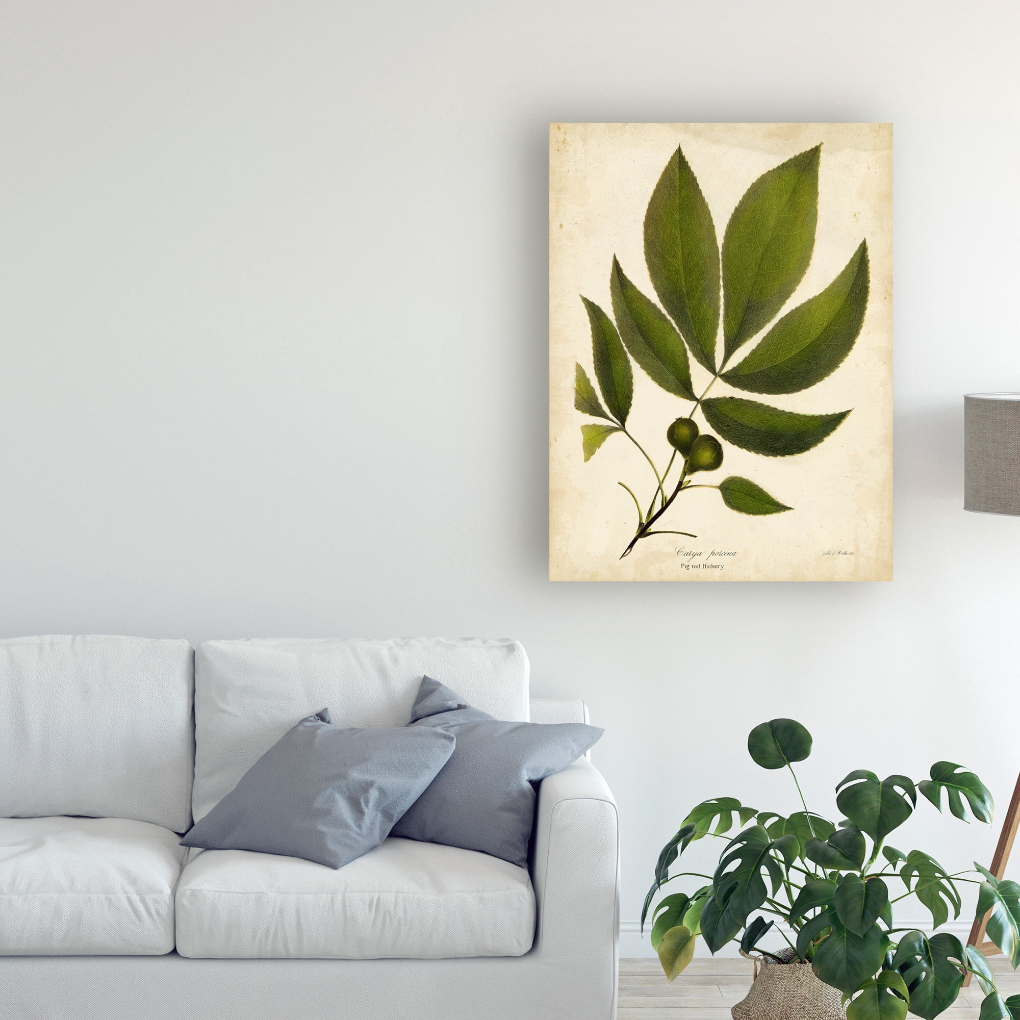Trademark Fine Art 'Pig nut Hickory Tree Foliage' Canvas Art by John Torrey