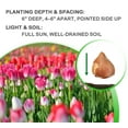 thumbnail image 7 of Sweet Showgirl Tulips, 10 Bulbs - Pink and White Flowers - Attracts Bees & Butterflies - Spring Blooming, Easy to Grow & Maintain, 7 of 7