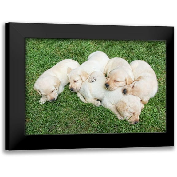 Schell, Jennie Marie 14x11 Black Modern Framed Museum Art Print Titled - Dog Lab Puppies