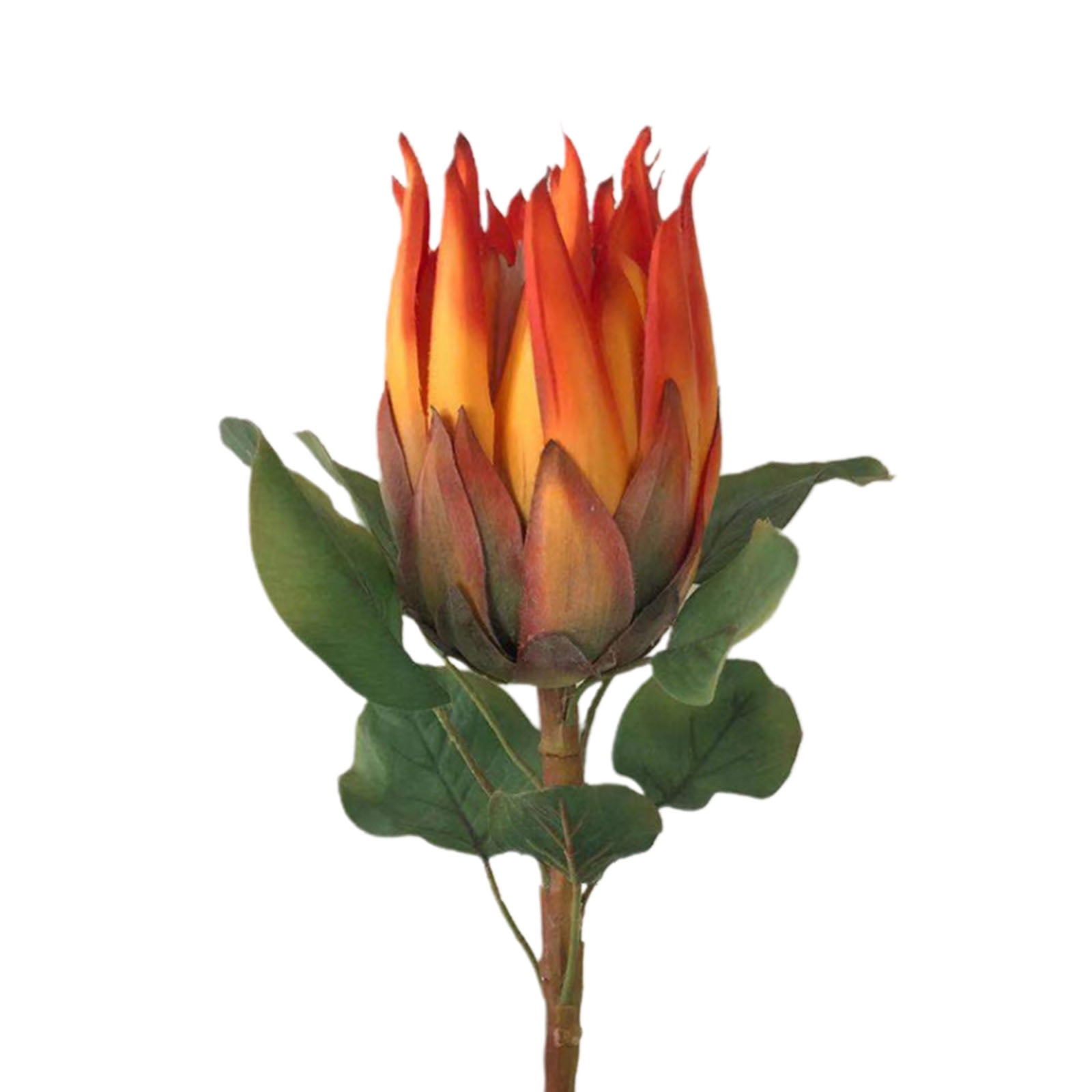 Silk Protea Flowers South Africa Best Flower Site