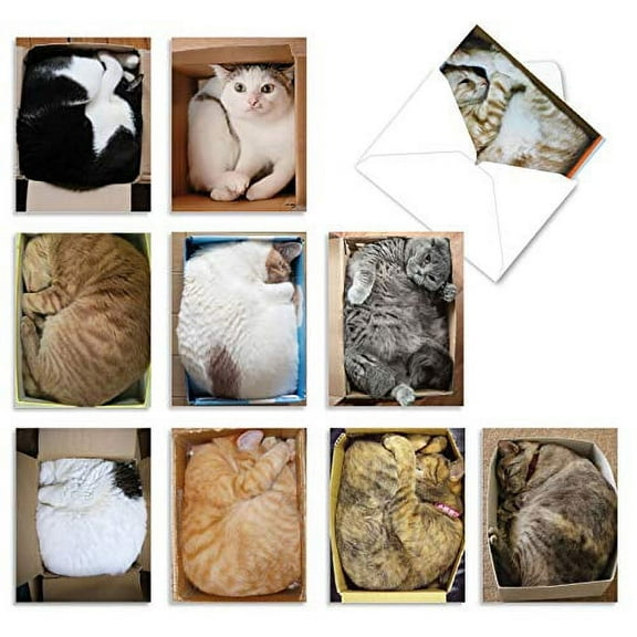 10 All Occasion Blank Note Cards Assorted (4 x 5.12 Inch) - Square Cats
