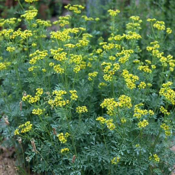 Rue Seeds Rutaceae - 100 Heirloom Seeds for Planting Ruta graveolens - Non-GMO & Untreated Perennial Medicinal Herb, Sallowtail Butterflies