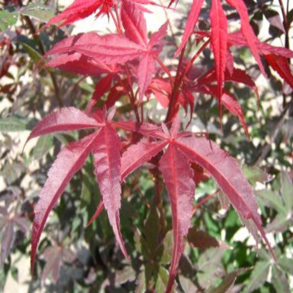 Expert Gardener 1-1.5 ft tall Red Maple Live Tree in 1-Gallon Grower Pot