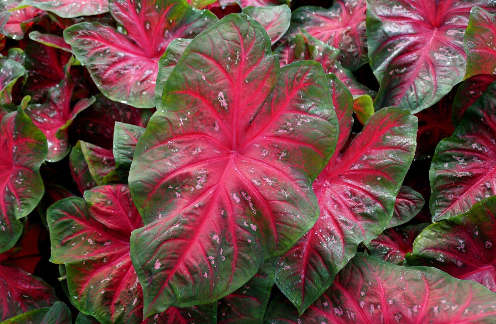 Caladium Red Flash or 