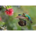 thumbnail image 2 of Fitzharris, Tim 24x18 Gold Ornate Wood Framed with Double Matting Museum Art Print Titled - Gray Tailed Mountain Gem Female and Green Violet-Ear Hummingbird, 2 of 4