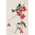 thumbnail image 2 of Audubon, John James 13x18 Black Ornate Wood Framed with Double Matting Museum Art Print Titled - Rice Bird, 2 of 4