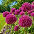 thumbnail image 2 of Allium Bulbs - Ideal for Beds Borders, Plant Pots & Planters, Low Maintenance, 2 of 6