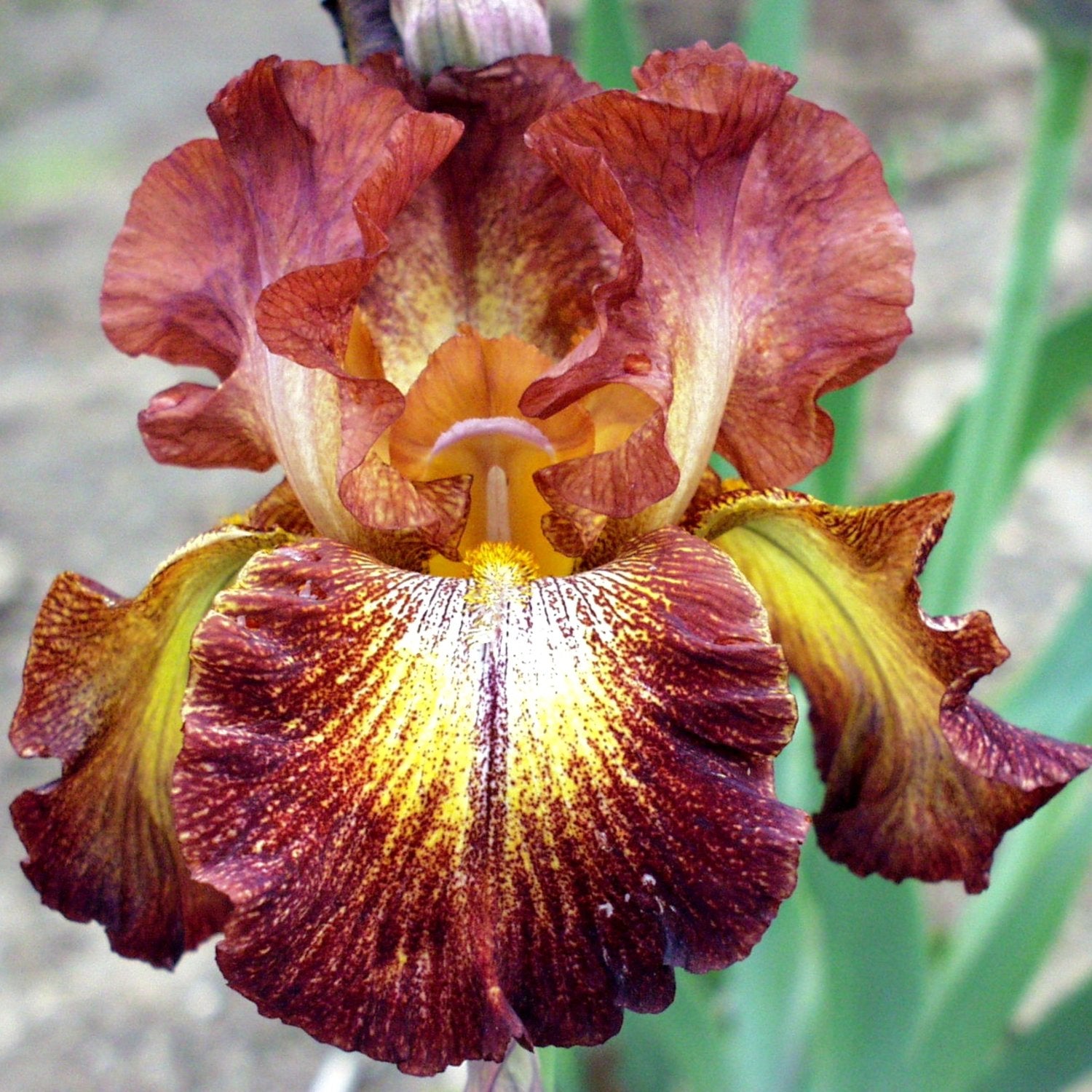 3 Bearded Iris Califlora 'Paprika Fono' Multicolor Flowering Plant Rhizomes, Professionally