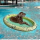 thumbnail image 1 of Flotadores para perros para piscina, flotador inflable para piscina para perros cachorros, flotadores grandes para piscina para perros, flotadores para perros, 1 of 1