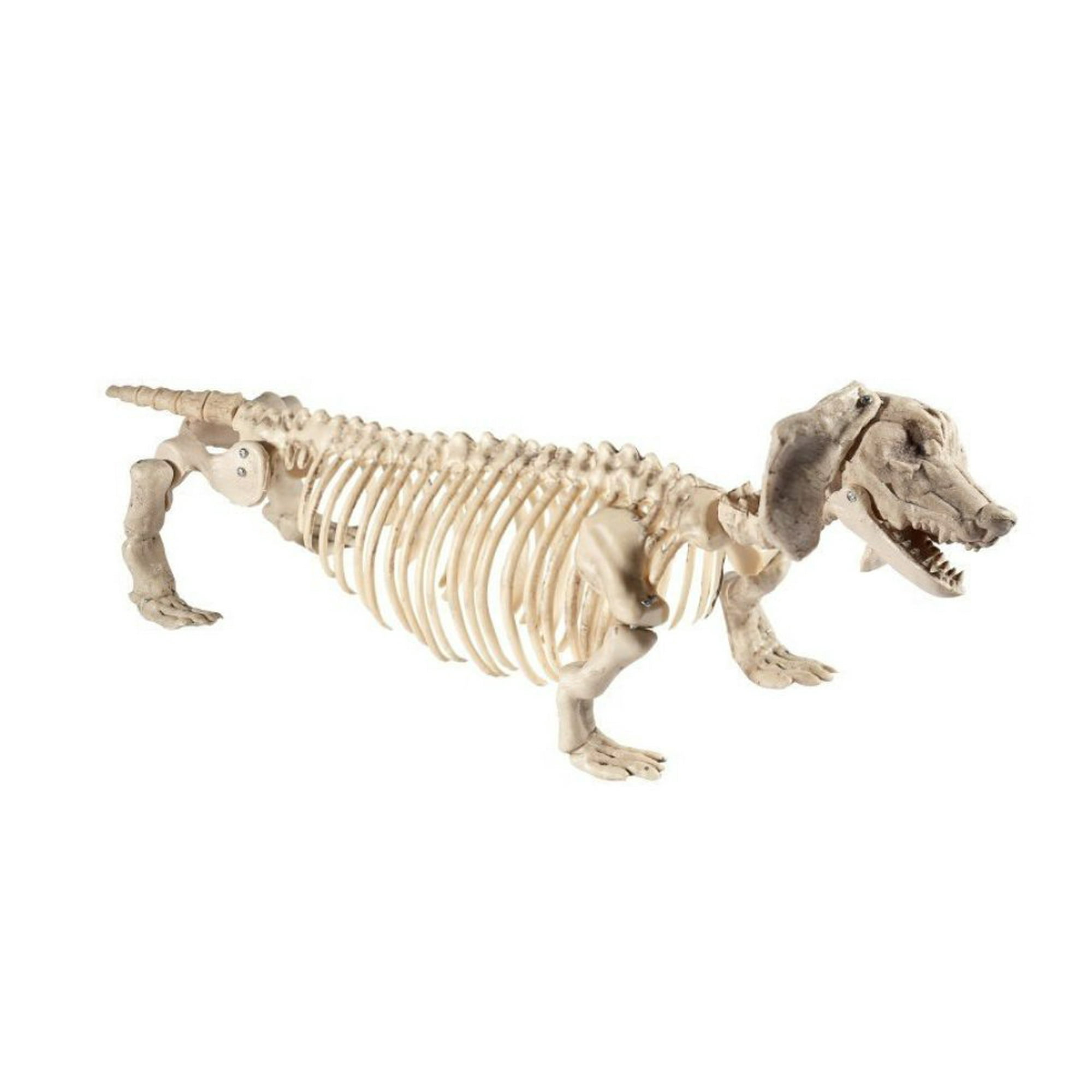 Dachshund Skeleton Halloween 2022 Dachshund Wiener Dog Dead Bones Skeleton Halloween Prop Horror Haunted House Walmart Canada