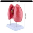 thumbnail image 5 of Human Normal Lung Anatomy Model with Detachable Parts for Clinical Settings, 5 of 5