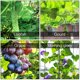 thumbnail image 1 of 2 uds soporte para plantas enrejado red de polietileno para plantas trepadoras enrejado enrejado creciente para vides verduras flores frutas pepino tomate guisantes, 1,8 m * 3,6 m, 1 of 2