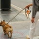 thumbnail image 4 of Porta Bolsas Portátil Para Residuos De Perro Dispensador Con Correa Y Tira Reflectante (Incluye 30 Bolsas), 4 of 5