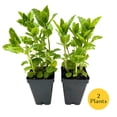 thumbnail image 4 of 2 Spearmint Plants (Mentha spicata) | Fragrant, Fast-Growing Culinary Herb | Perennial & Hardy for Garden or Containers | Perfect for Tea, Cocktails & Cooking | Live Plants, 4 of 8